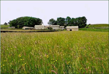 Hannah's Meadow