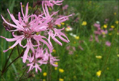 Hannah's Meadow